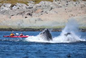 Linkum Tours