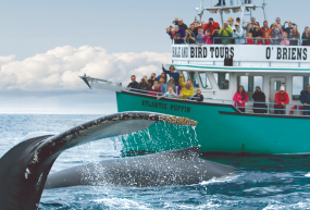 O'Brien's Whale & Bird Tours