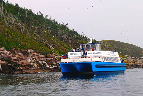 Gatherall's Puffin and Whale Watch