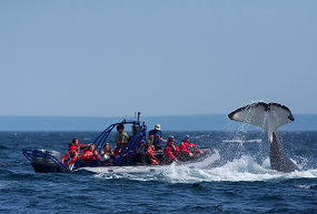 Sea of Whales Adventures