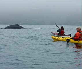 Sea Kayak