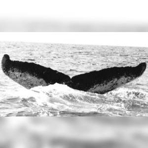 Ecume fluke