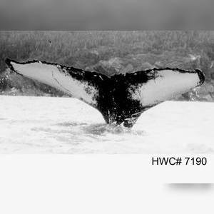 Big Carl fluke
