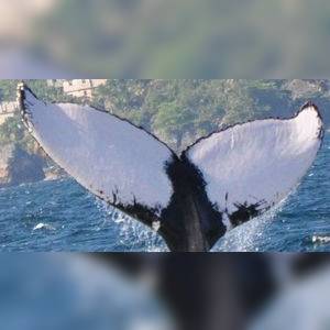 LIBERTE fluke