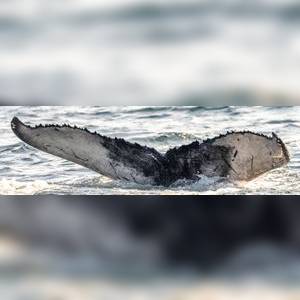 2025-2026 calf of HW-MN0102927 fluke