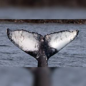 Hedley fluke
