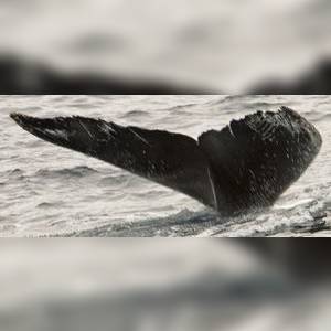 Denver fluke