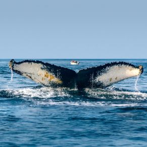 Cannon fluke