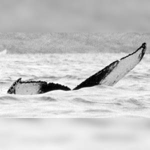 Brentley fluke